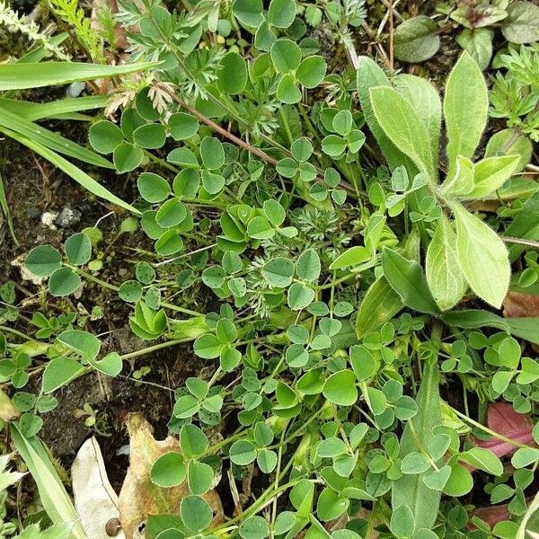 Medicago lupulina Blad