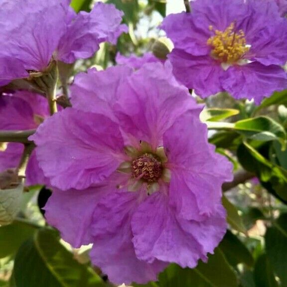 Lagerstroemia indica 花