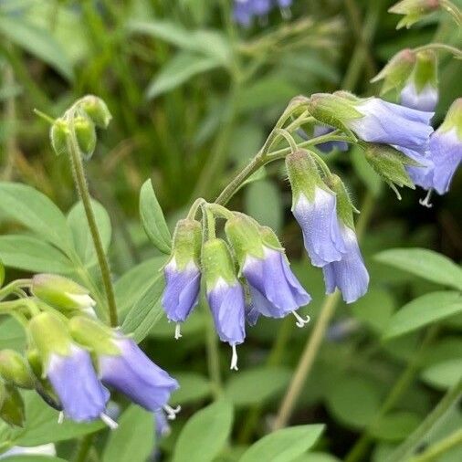 Polemonium reptans Kvet