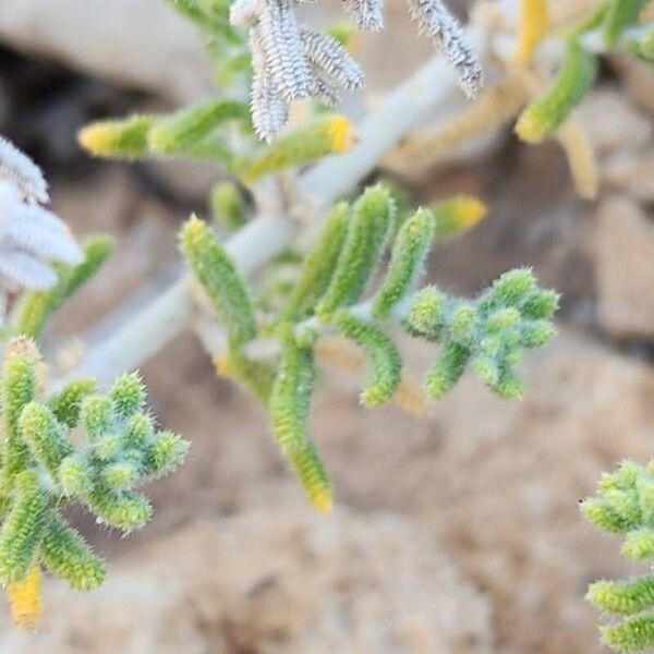 Achillea eriophora Blatt