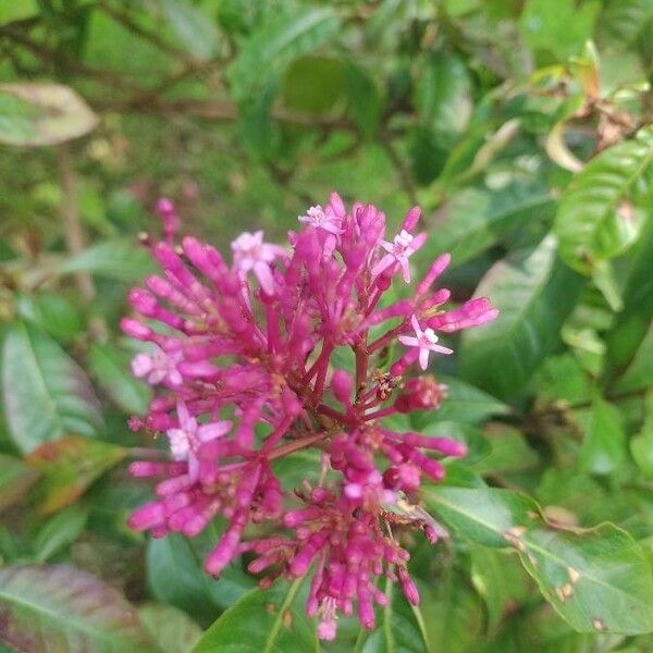 Fuchsia paniculata Virág