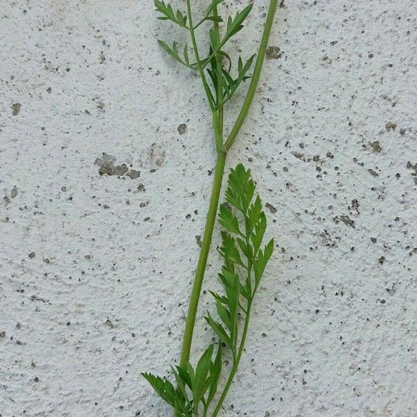 Daucus carota Lapas