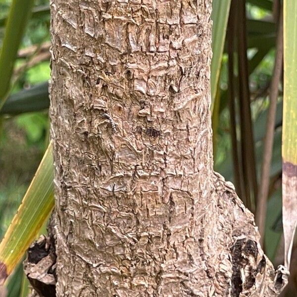 Cordyline australis Kora