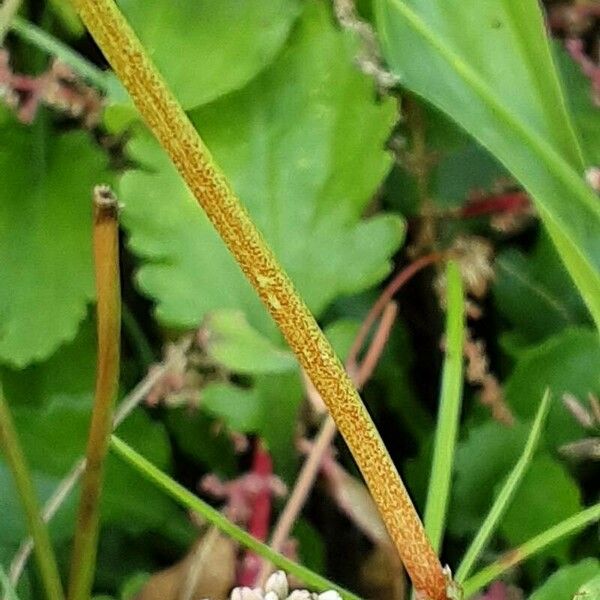 Trifolium resupinatum Koor