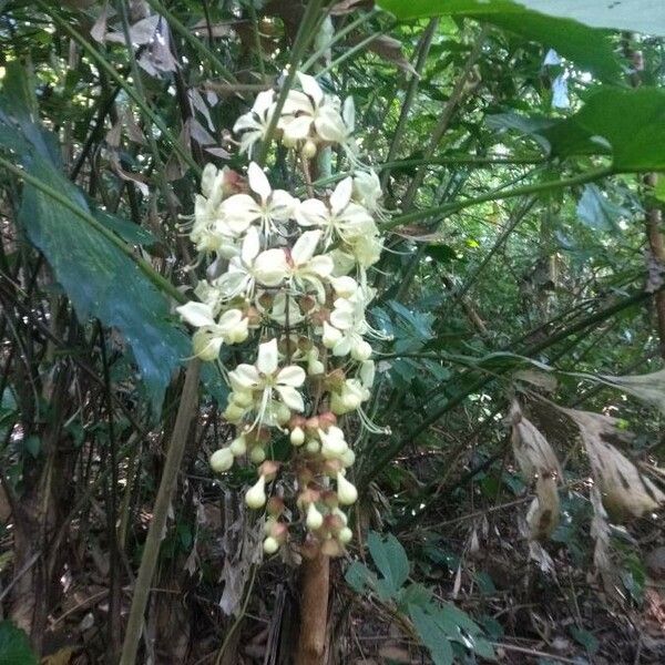 Clerodendrum indicum Virág