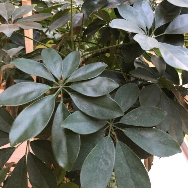 Schefflera arboricola Leaf