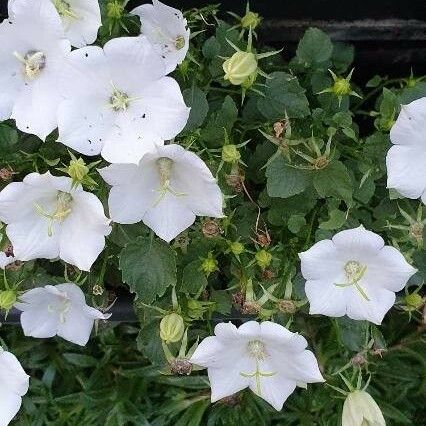 Campanula carpatica 花