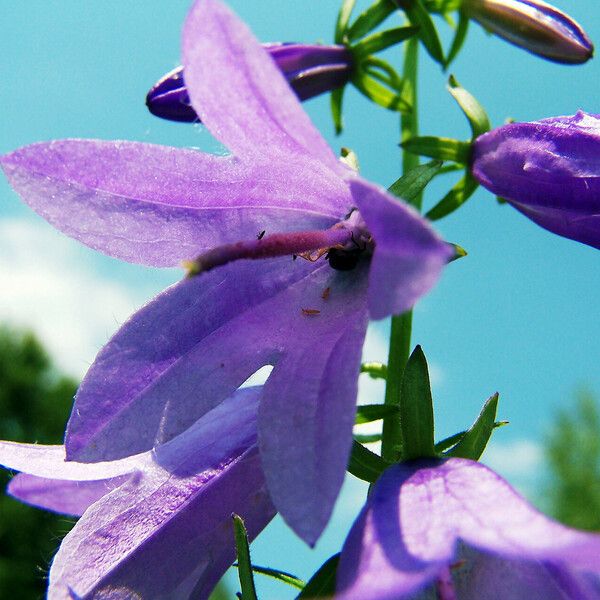 Campanula rapunculoides Flor