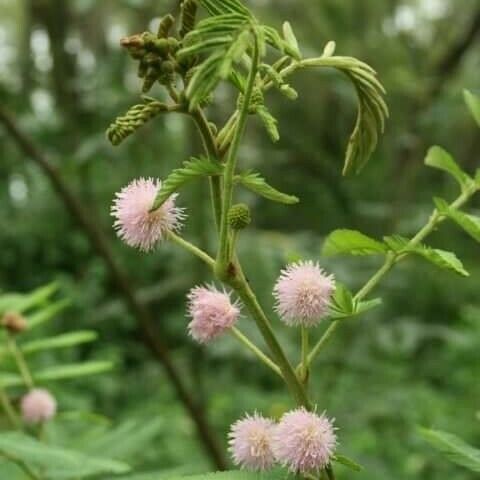 Mimosa pigra Blüte