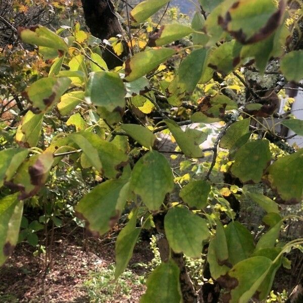 Acer buergerianum Leaf