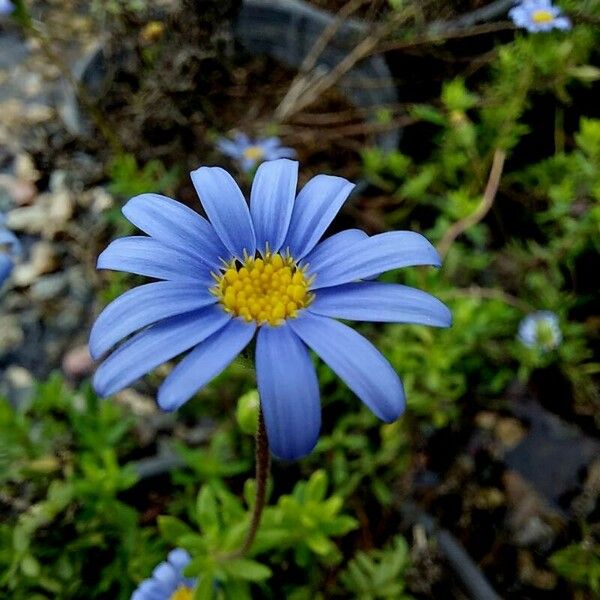 Felicia amelloides Blüte