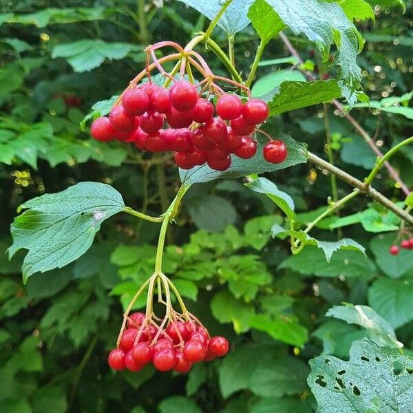 Viburnum trilobum Fruit