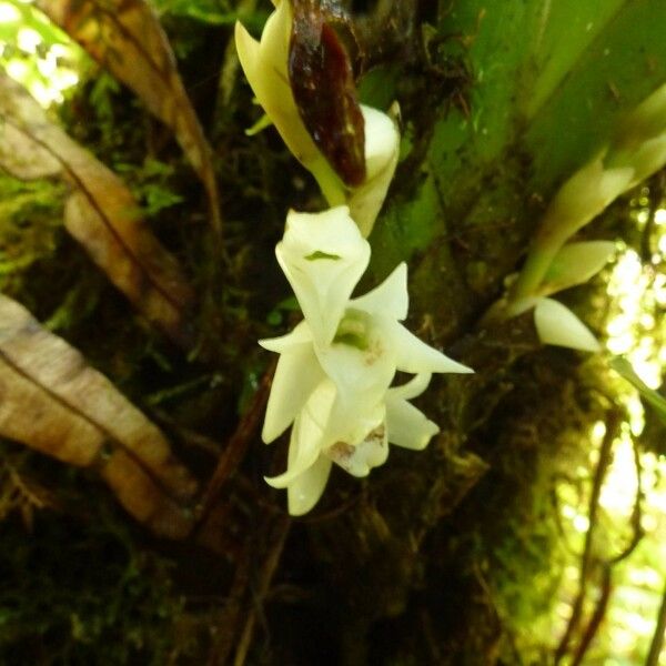 Angraecum bracteosum 花