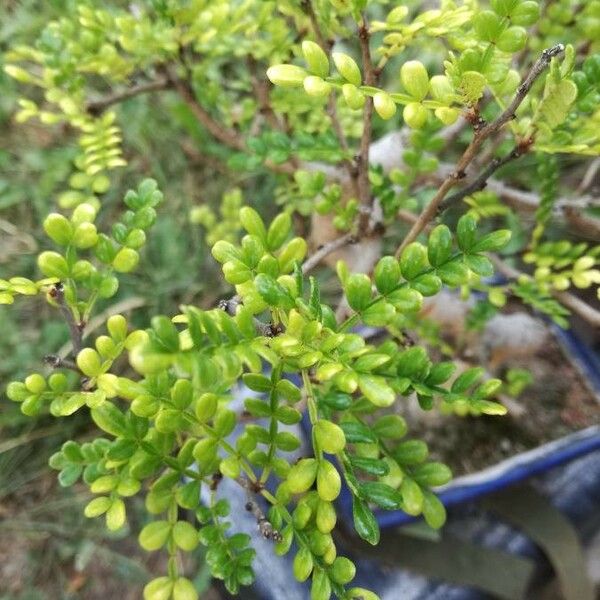 Zanthoxylum fagara Leaf