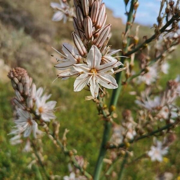 Asphodelus ramosus Flower