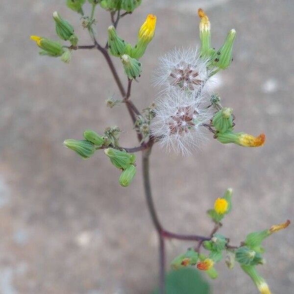 Youngia japonica Flower