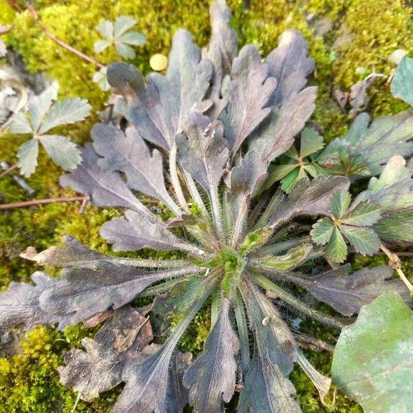 Plantago coronopus Leaf