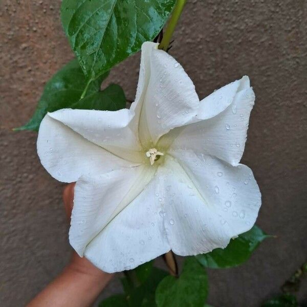 Ipomoea alba Цветок