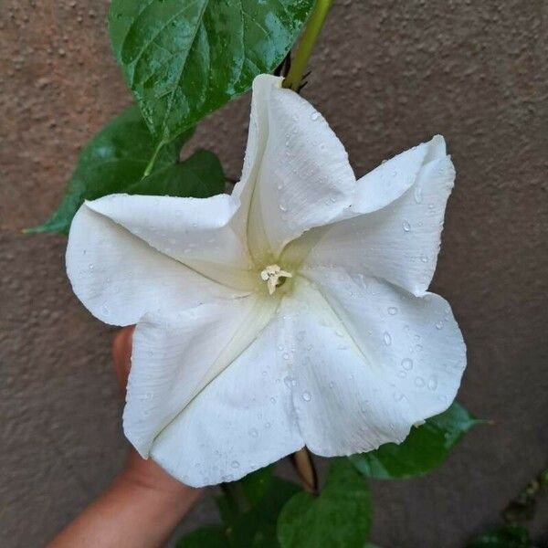 Ipomoea alba Blüte