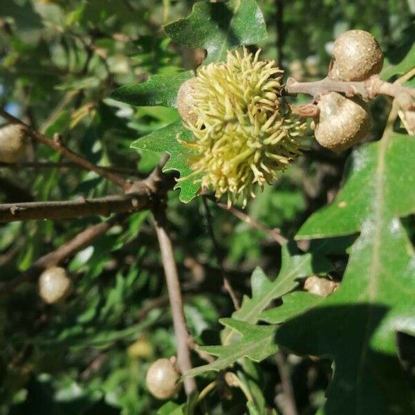 Quercus cerris Fruit