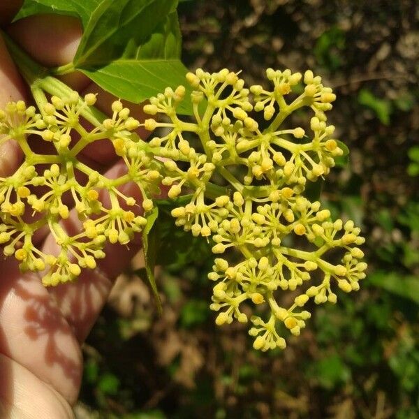 Cissus verticillata Owoc