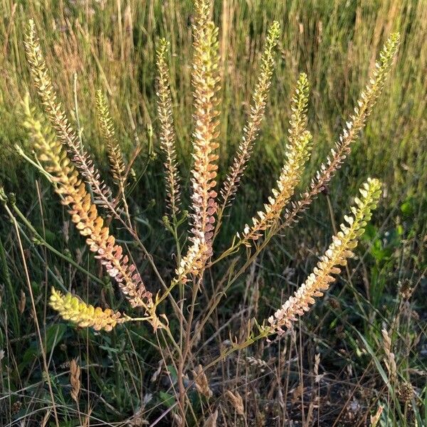 Lepidium bonariense Fruit