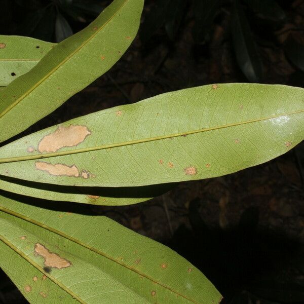 Manilkara chicle 葉