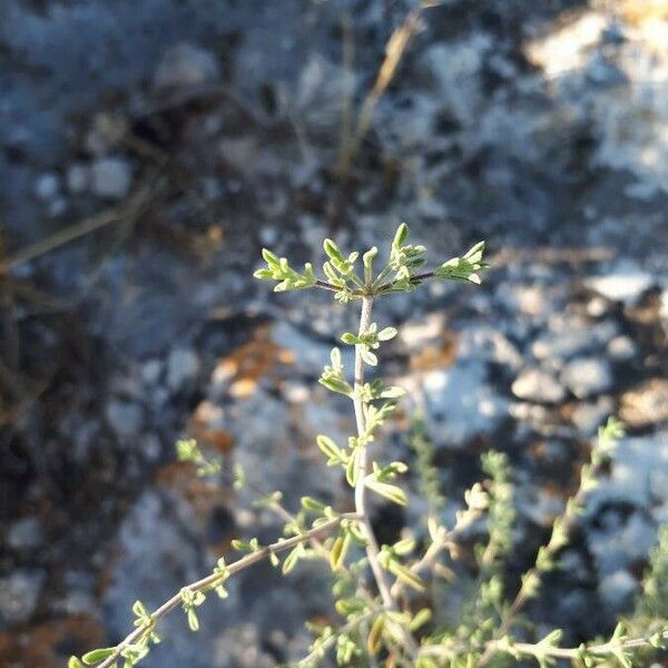 Satureja cuneifolia Levél