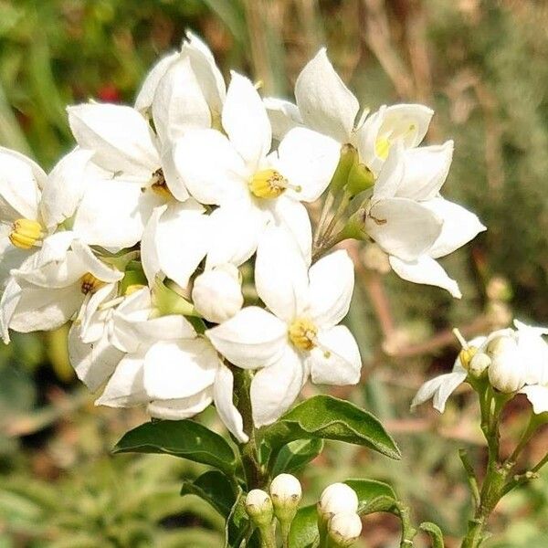 Solanum laxum Flower