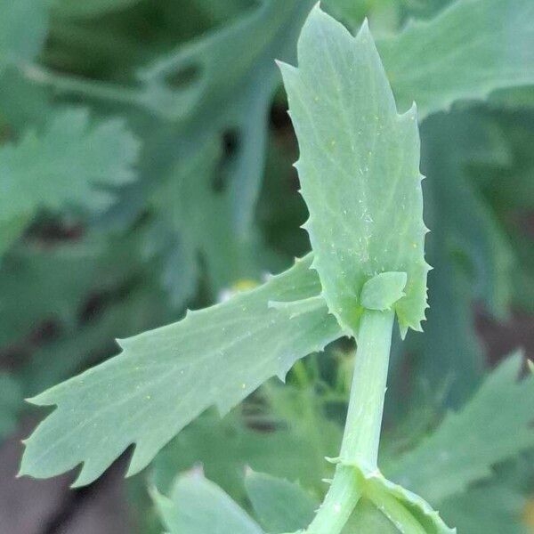 Glebionis segetum Fuelha