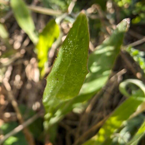 Aetheorhiza bulbosa Liść