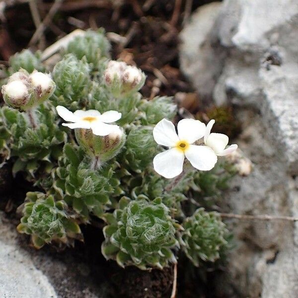 Androsace villosa Habit