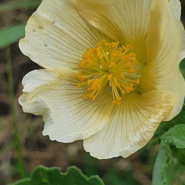 Abutilon grandiflorum Kvet