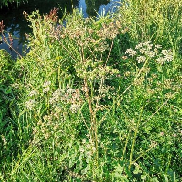 Oenanthe crocata Habitatea