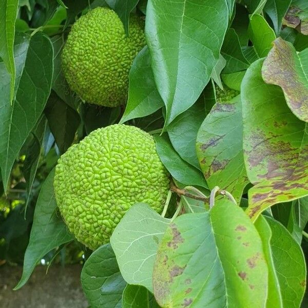 Maclura pomifera Frukto