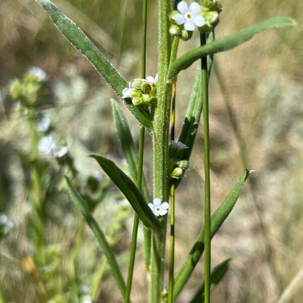 Hackelia floribunda Rhisgl