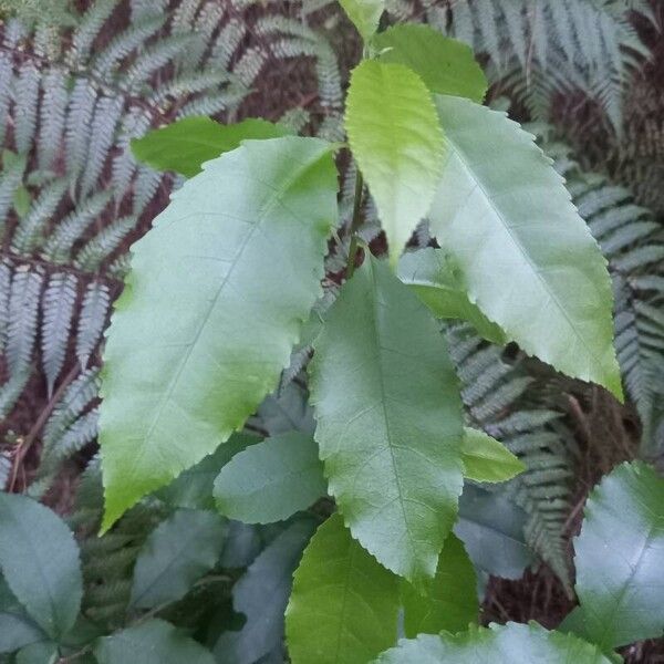 Melicytus ramiflorus Leaf