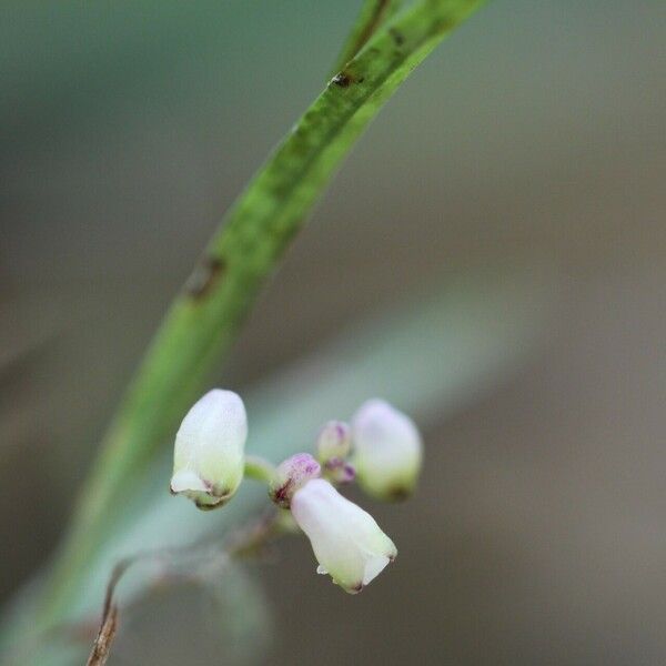 Polystachya seticaulis Цветок