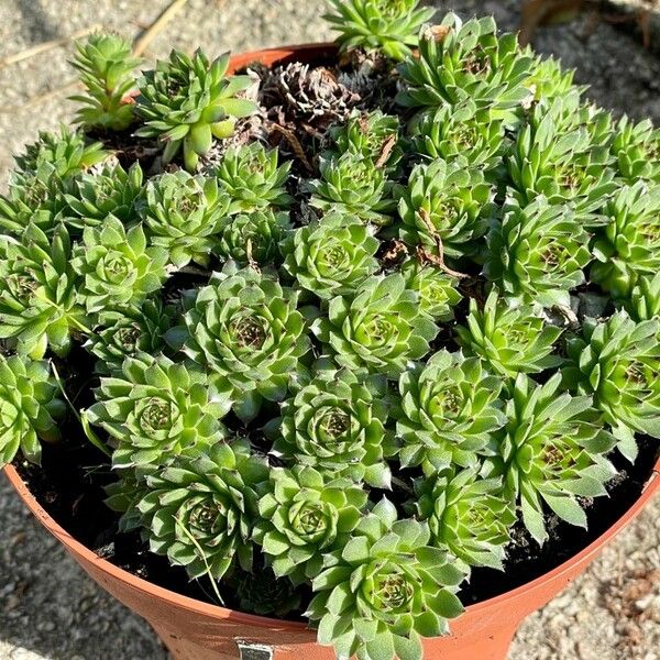 Sempervivum tectorum Foglia