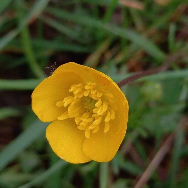 Ranunculus bulbosus Kwiat