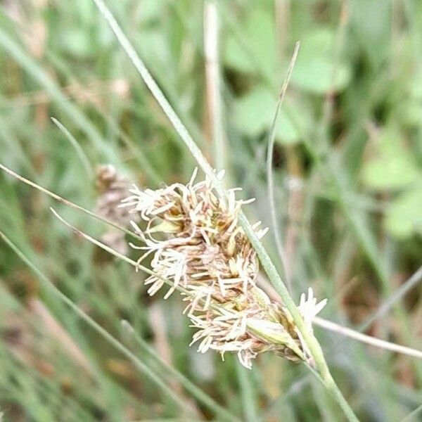 Carex sororia Õis