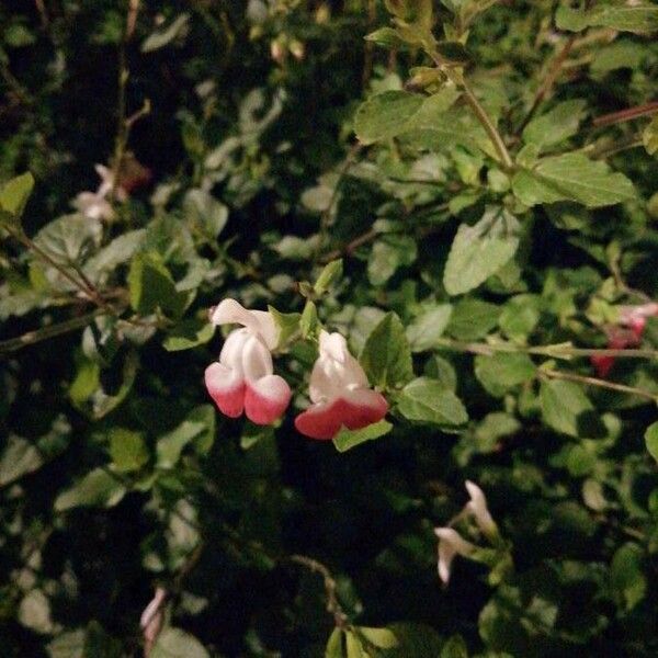 Salvia microphylla Flors