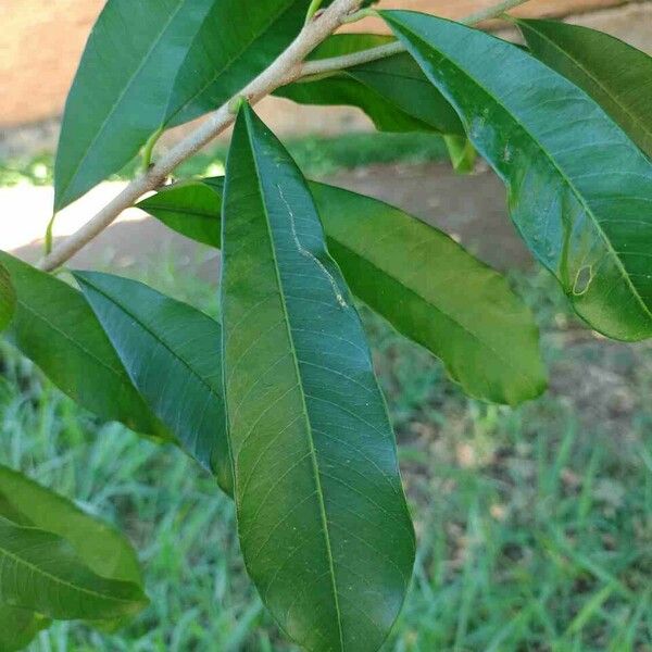 Chrysophyllum gonocarpum Hoja