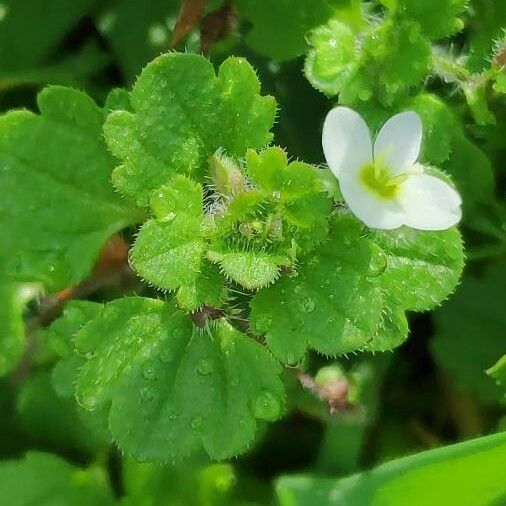 Veronica cymbalaria Yaprak