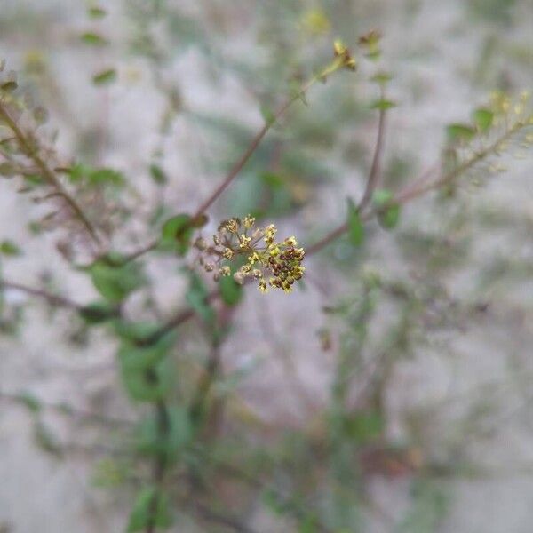 Lepidium perfoliatum Flower