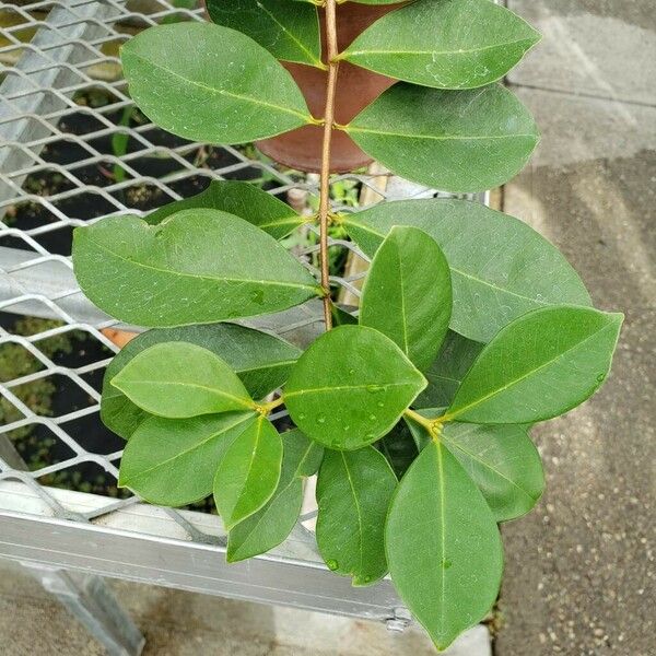 Psidium guajava Leaf