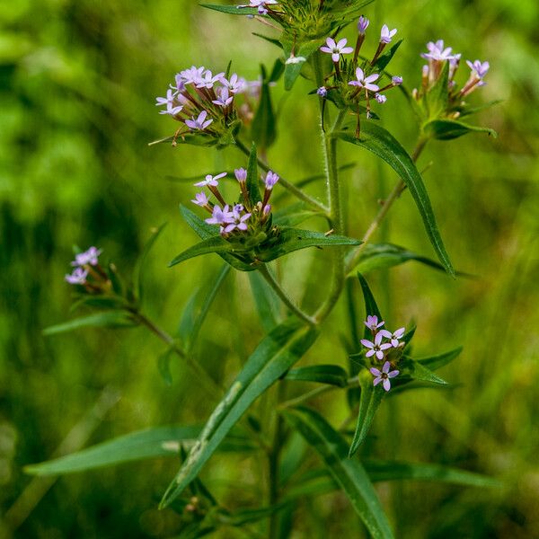 Collomia linearis 花