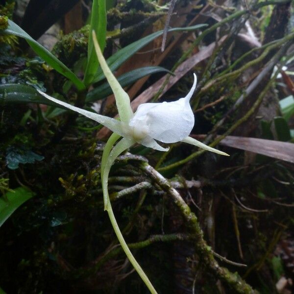 Angraecum expansum Flower