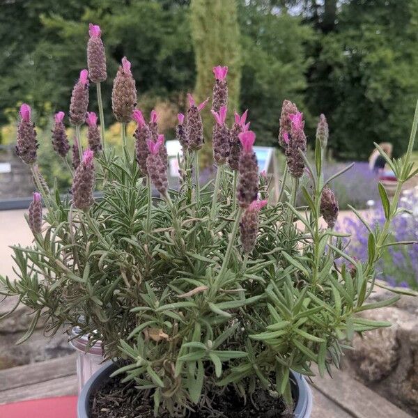 Lavandula stoechas Ліст