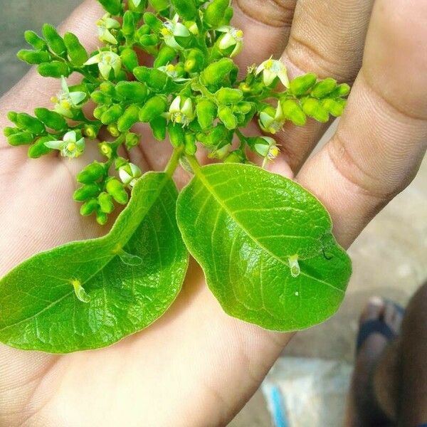 Vangueria madagascariensis Fruit